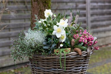 冬のガーデニングにおすすめ クリスマスローズ 育て方 寄せ植えや切り花を楽しむ方法 4ページ目 Limo くらしとお金の経済メディア