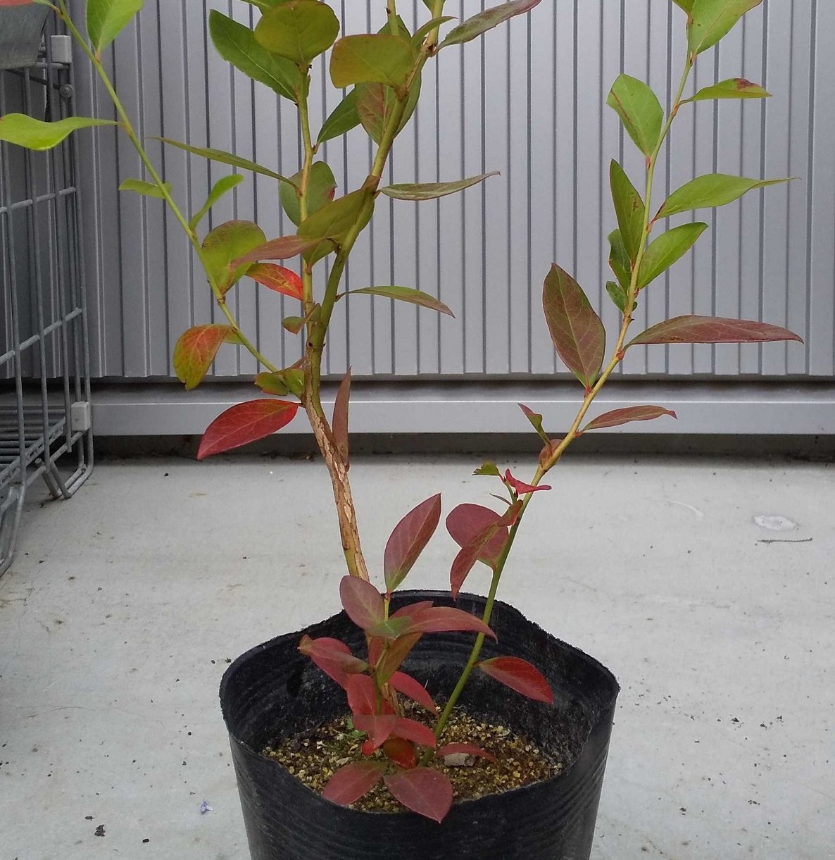 ガーデニング 鉢植えで育てる庭木 紅葉がキレイなオススメ4選 3ページ目 Limo くらしとお金の経済メディア