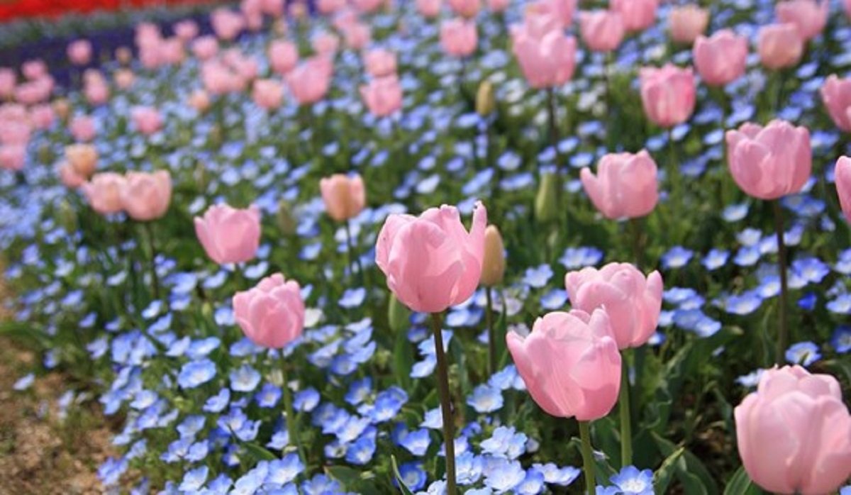 春のガーデニング 色の組み合わせでオシャレな庭に ピンクの花10種 ブルーの花5種を紹介 ニフティニュース