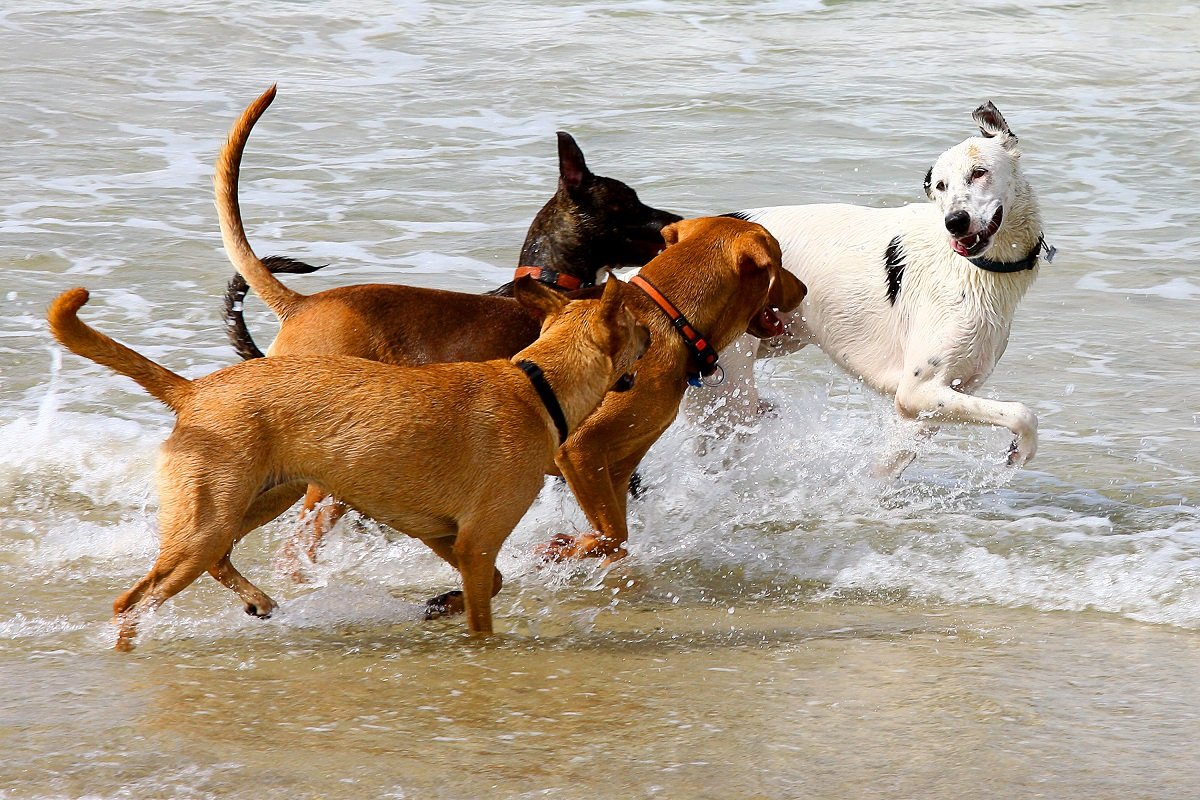 愛犬の安楽死を選んだのはなぜ 辛い選択をめぐる手続き 配慮 費用 ニフティニュース