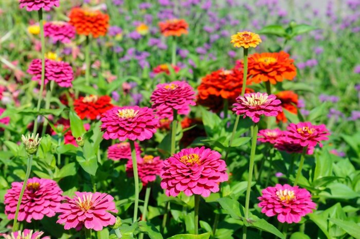 【ガーデニング】暑さに強い〈多年草＆一年草8選〉華やかにこんもり花咲く「夏の定番花」 もりもり育って鮮やかに花開くオシャレな草花を厳選 ...