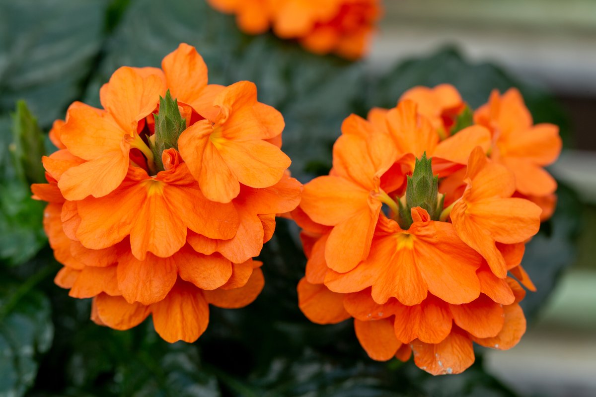 真夏のガーデニング 花も夏バテに気をつけて 暑さに負けないオススメの花6選 暑さへの対処法も紹介 ニフティニュース