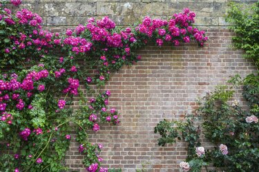 春のガーデニング 庭や花壇は つるバラ でオシャレに 育てるコツ オススメ品種5選 2ページ目 Limo くらしとお金の経済メディア