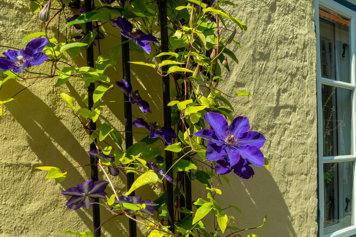 春のガーデニング クレマチス 育て方 剪定のコツ 美しい花が咲くオススメ品種も紹介 ニフティニュース