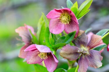 ガーデニング 日陰でもすくすく育つ オススメの植物6選 花が咲く品種でカラフルな庭を作る 3ページ目 Limo くらしとお金の経済メディア