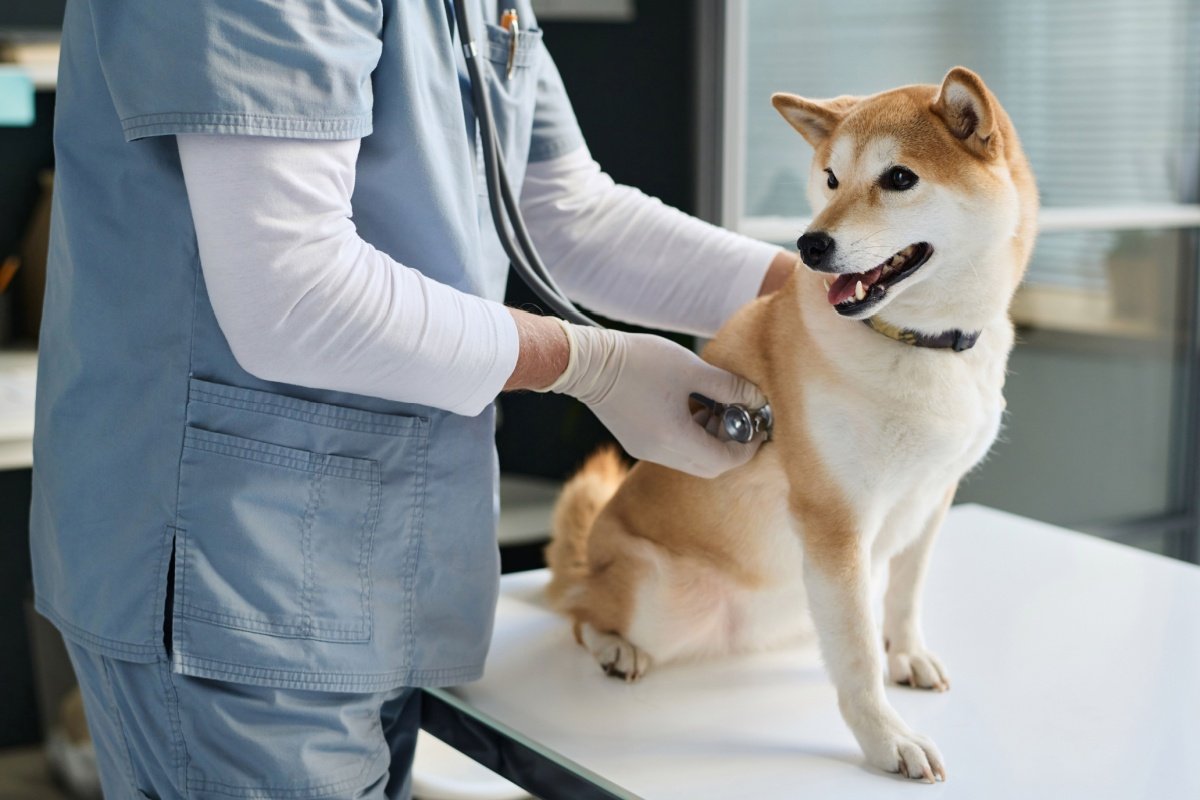 犬の生涯必要経費は約278万円、大きさ別では超小型犬が300万超と最高。平均寿命から算出した「一生分の費用」