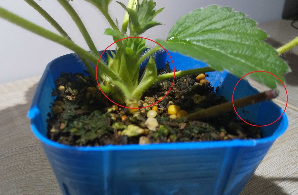 イチゴの育て方 秋に植えて春に収穫 栽培の基本とコツ 3ページ目 Limo くらしとお金の経済メディア