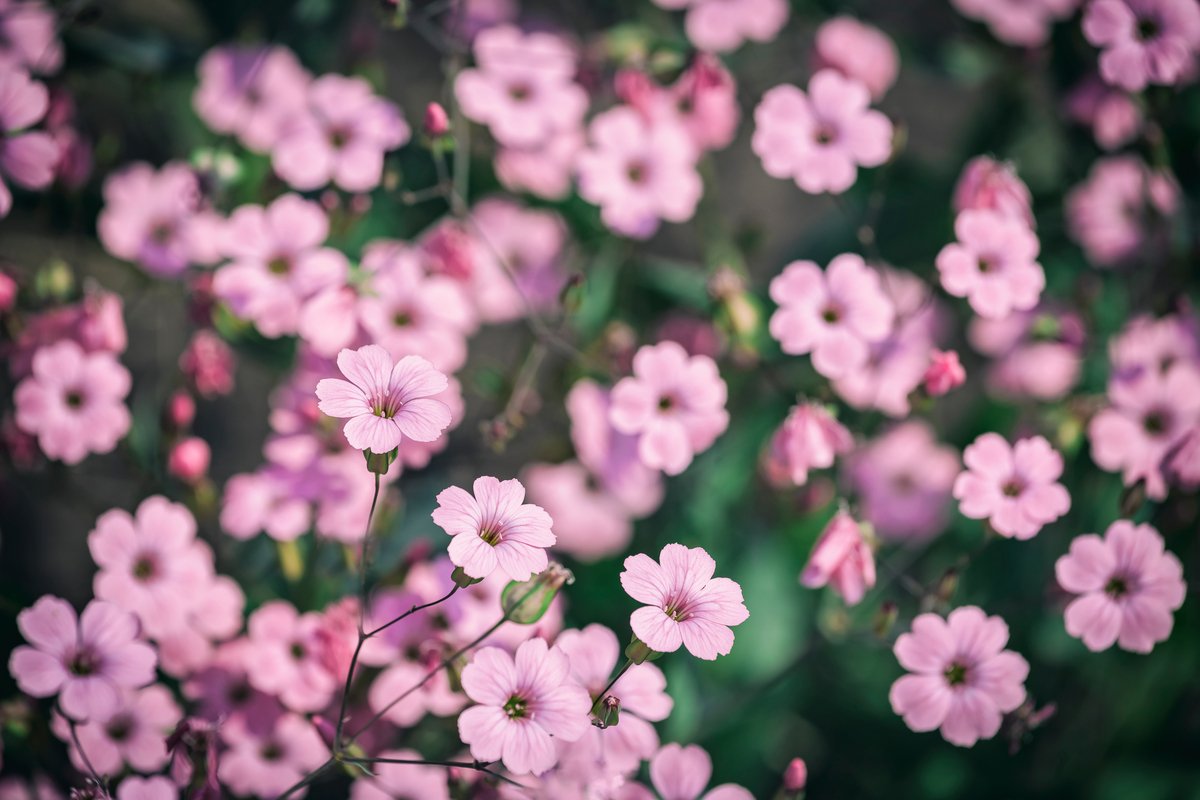 春のガーデニング オススメの一年草7選 清々しく可憐な花々 庭や花壇をオシャレに ニフティニュース