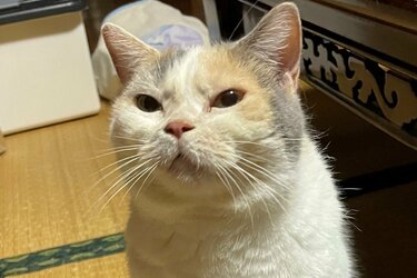 いいね15万超 ごはんが遅れ怒る猫 よく見ると 鬼カワ 眉間に皺を寄せる姿がtwitterで話題 Snsで人気の犬 猫を写真つきで紹介シリーズ 2ページ目 Limo くらしとお金の経済メディア