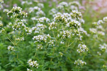 家庭菜園で育てるハーブ 初心者も育てやすい 花もステキなオススメ7選 栽培のポイントも紹介 4ページ目 Limo くらしとお金の経済メディア