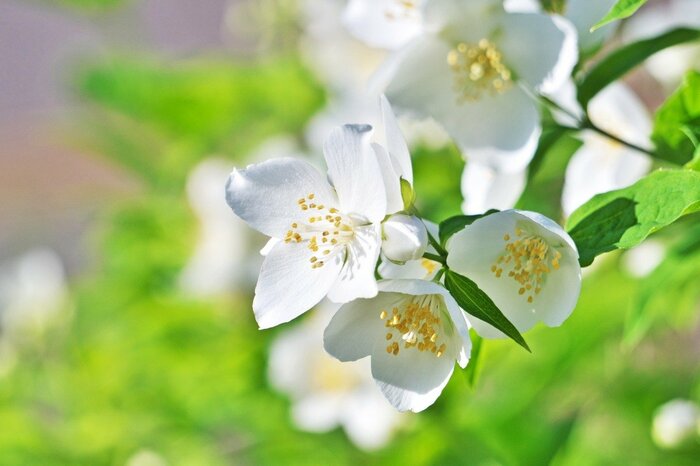 【ガーデニング】麗しき芳香・美しき花「シンボルツリー・おすすめ7選」庭の主役に
