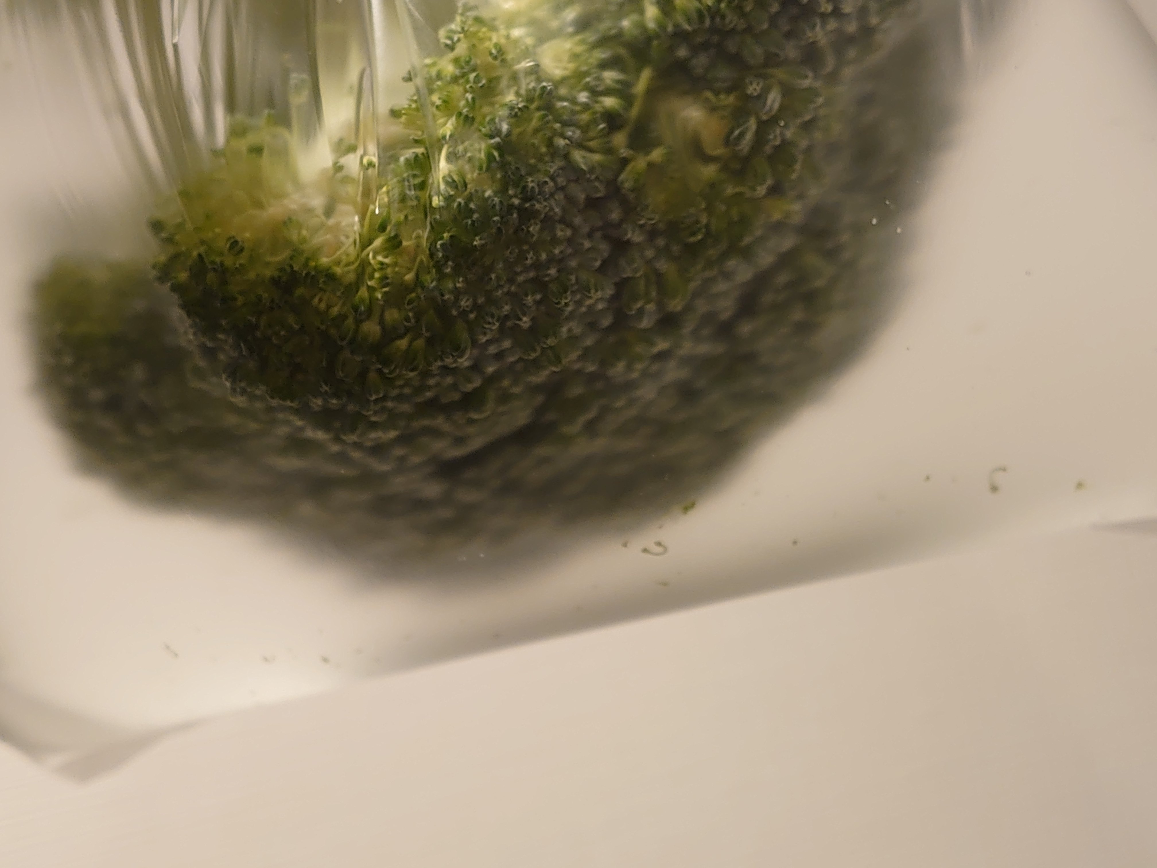 Snsで話題の ブロッコリーの洗い方 スーパーの店員さんがシェアした方法にツイッターで注目集まる 虫や汚れはどのくらい取れる 筆者も試してみた ニフティニュース