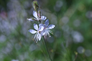 秋のガーデニング 庭や花壇でキラリと光る 名脇役な多年草 一年草 8選 3ページ目 Limo くらしとお金の経済メディア