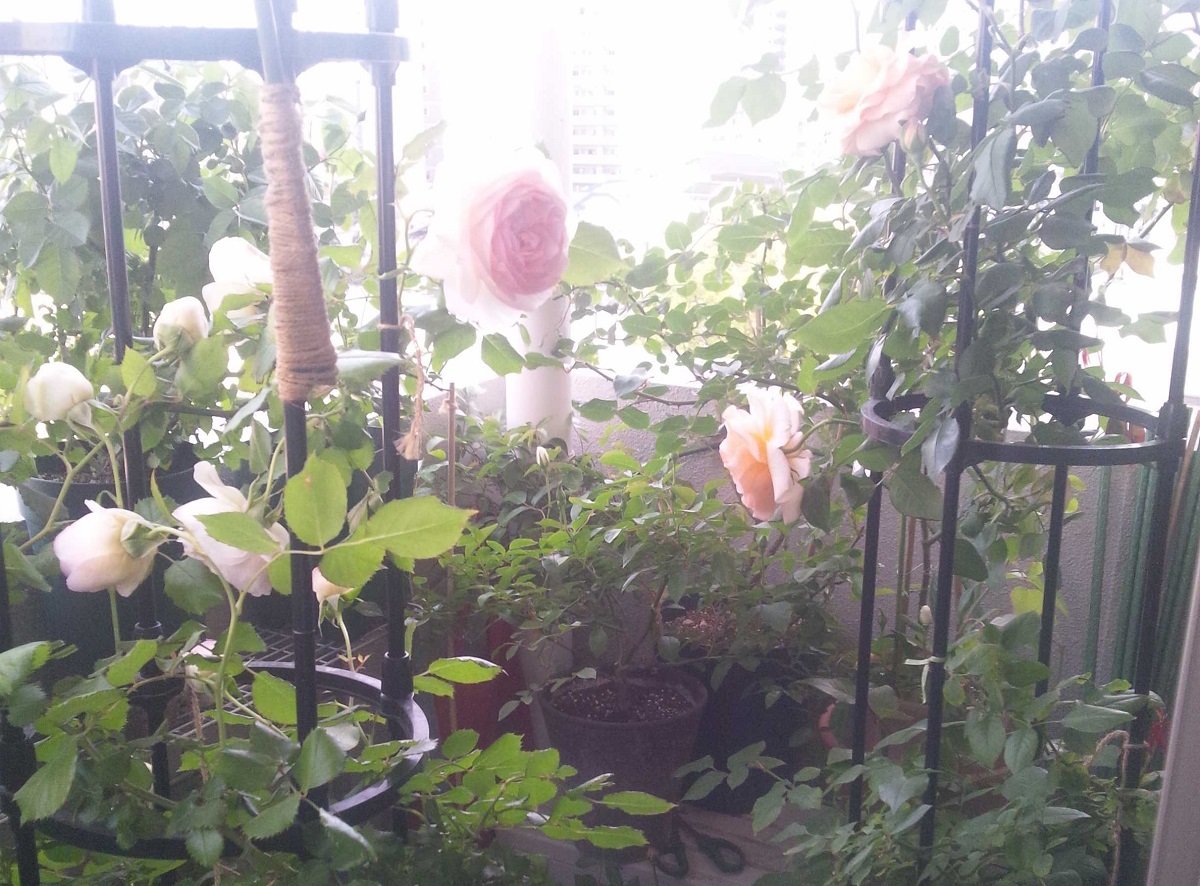 基本のバラの育て方 鉢植えでもキレイに咲かせる 植え付け 管理方法まで 3ページ目 Limo くらしとお金の経済メディア