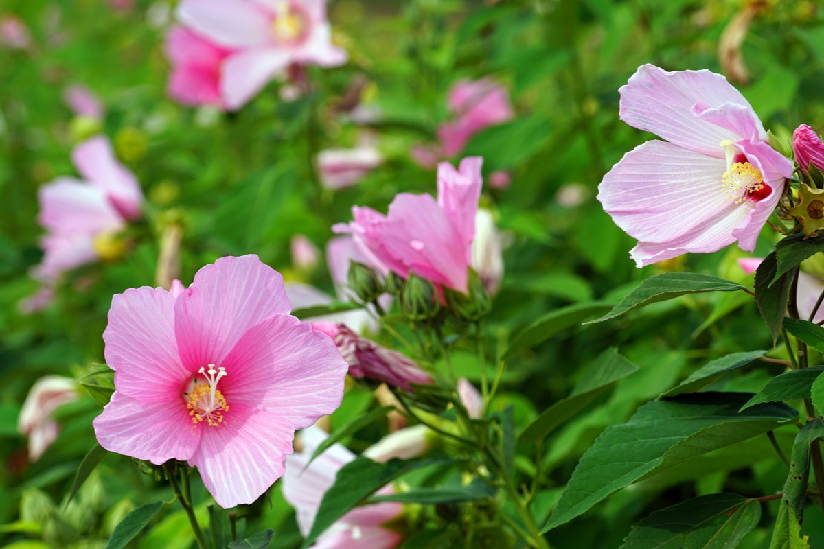 8月のガーデニング 草花 バラのお手入れポイントは 夏空に映える美しい花々も紹介 ニフティニュース