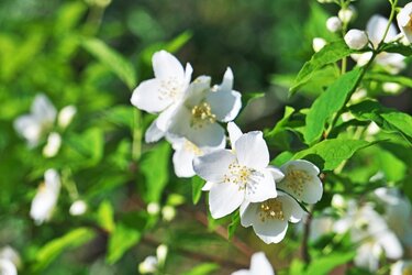 ガーデニング 麗しき芳香 大人シックな庭の主役にしたい 花木 低木 おすすめ7選 3ページ目 Limo くらしとお金の経済メディア ガーデニング 麗しき芳香 大人シックな庭の主役にしたい 花木 低木 おすすめ7選 3ページ目 Limo くらしとお金の経済メディア