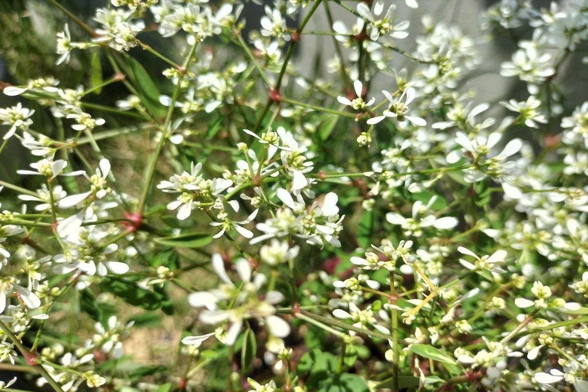 初夏のガーデニング 爽やかな寄せ植えがオシャレ オススメの花の組み合わせ例を紹介 ニフティニュース