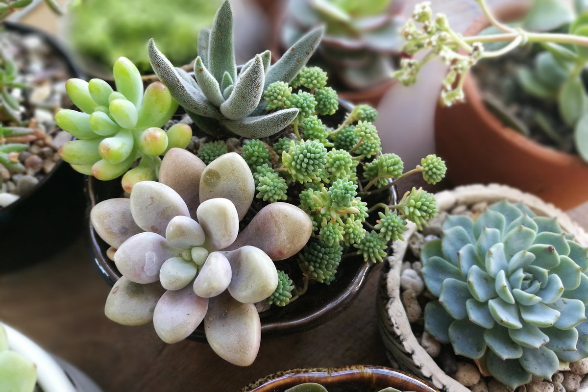 ガーデニング 多肉植物の寄せ植えは春が適期 基本の作り方 オシャレな組み合わせを紹介 ニフティニュース