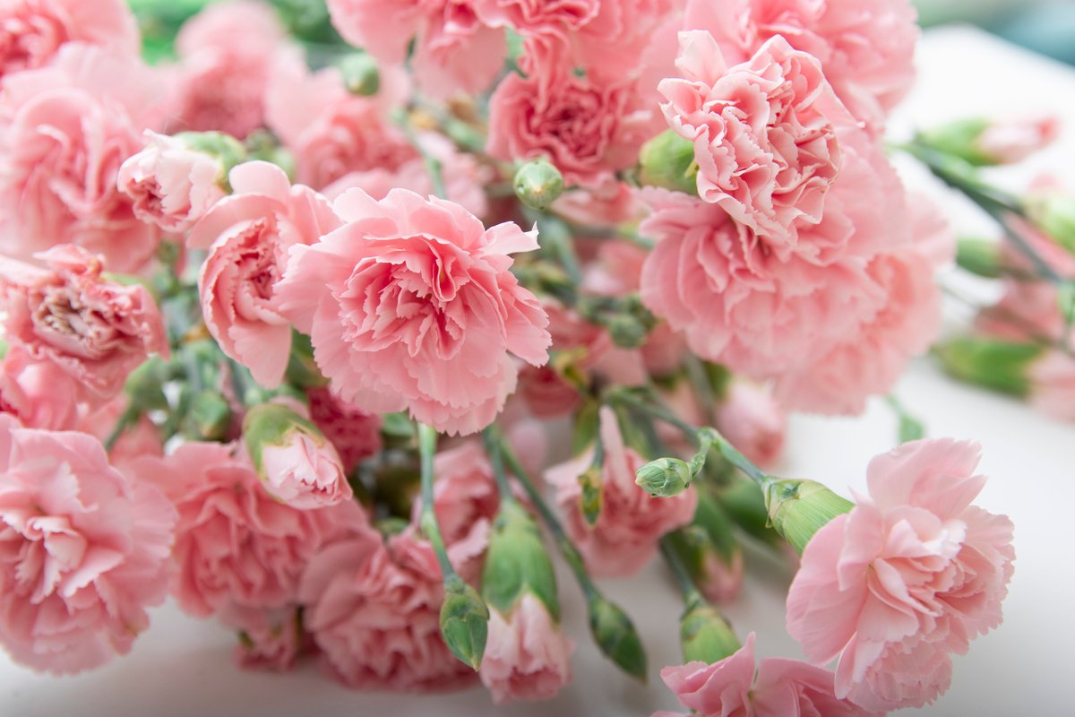母の日プレゼント カーネーションだけじゃない オススメの花10選 花束やアレンジメントもステキ ニフティニュース