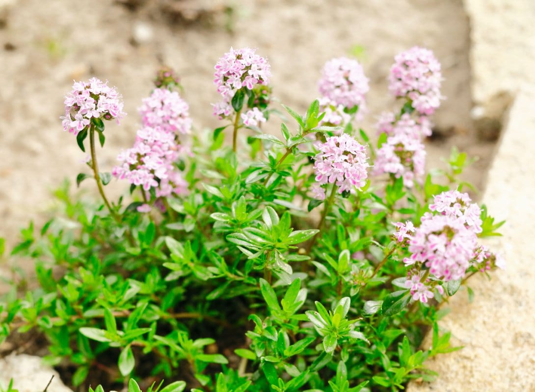 ピンクの花を咲かせている、クリーピングタイム