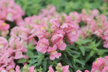 ガーデニング 秋の庭の主役は ニュアンスカラーの花 で決まり ふんわり系キュートな 多年草 一年草 7選 5ページ目 Limo くらしとお金の経済メディア