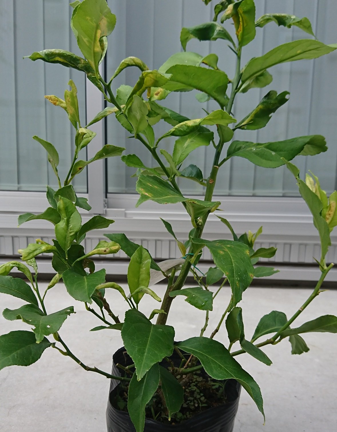 鉢植えで育てる レモンの木 苗木の植え方 管理方法まで ニフティニュース