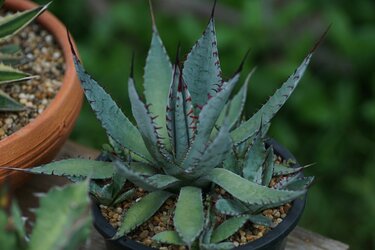 オススメの多肉植物9選 トゲや毛が生えた種類は個性的でオシャレ 育て方 水やりの方法も紹介 3ページ目 Limo くらしとお金の経済メディア