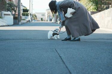 自宅では「デカ犬」に見えたけど… 初散歩にでかけたペキニーズのかわい