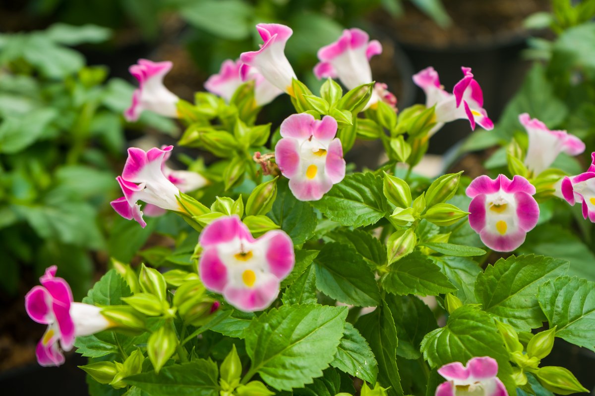 春のガーデニング 花壇や庭をオシャレに見せるコツ4つ 色鮮やかなオススメの一年草も紹介 ニフティニュース