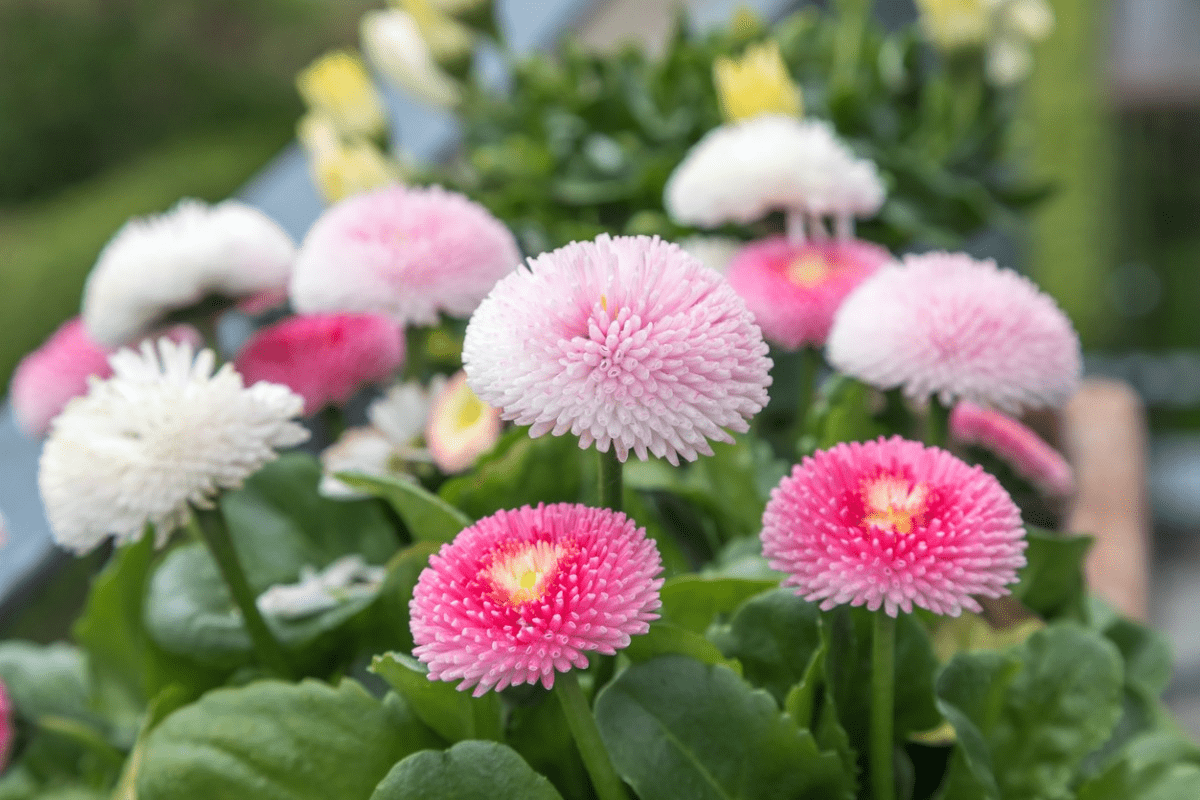 【ガーデニング】秋から春「ほったらかしでも咲き続ける」多年草・一年草おす …