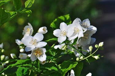 ガーデニング 美しい花と芳香が楽しめる低木6選 シンボルツリーにオススメ 庭で四季を感じられる 2ページ目 Limo くらしとお金の経済メディア