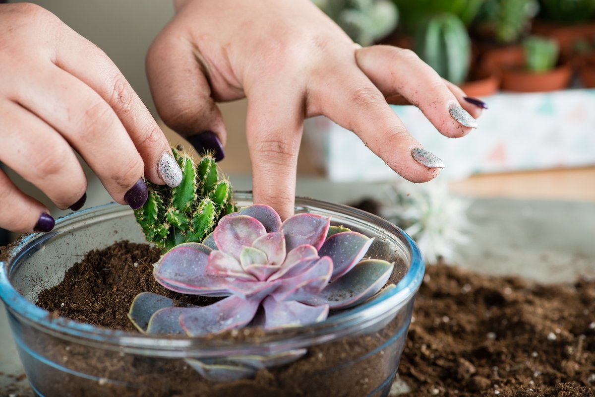 ガーデニング 多肉植物の寄せ植えは春が適期 基本の作り方 オシャレな組み合わせを紹介 ニフティニュース