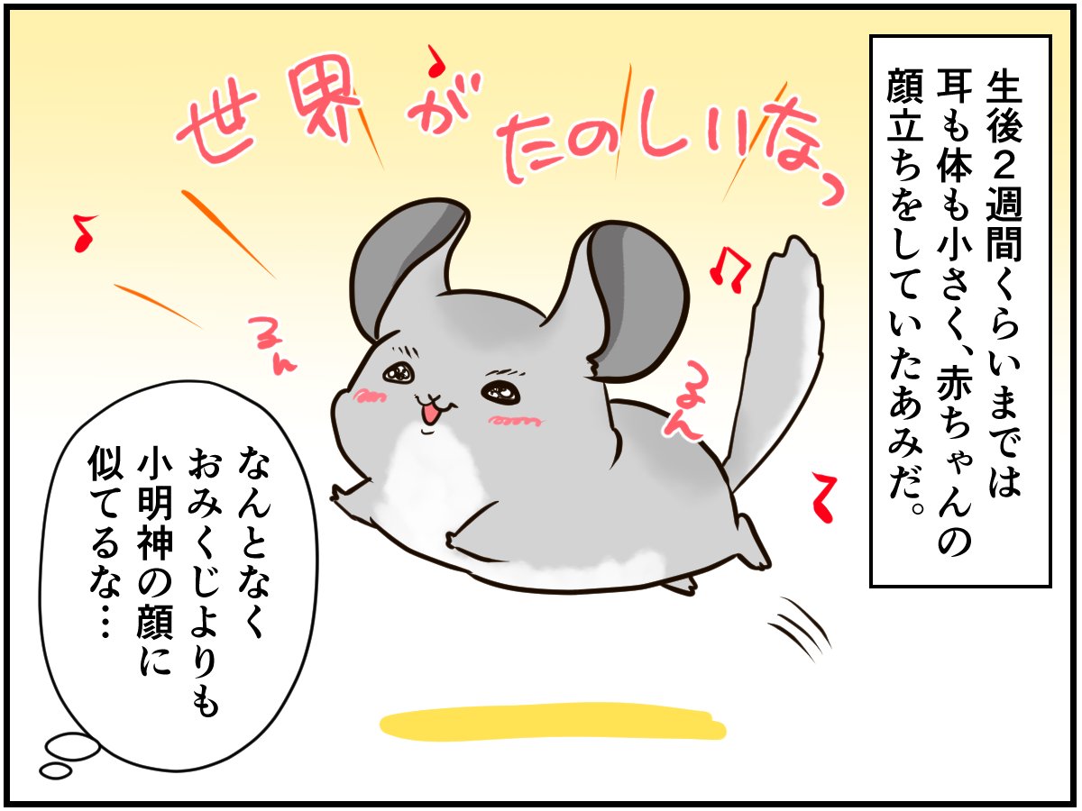 家で生まれたチンチラベビー やっぱり親子 と思うのは チンチライフ69話 マンガ記事 チンチライフ Limo くらしとお金の経済メディア