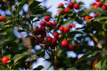 ガーデニング 芳 が魅力のおススメ低木6選 お洒落な花やカワイイ実も楽しんで 4ページ目 Limo くらしとお金の経済メディア