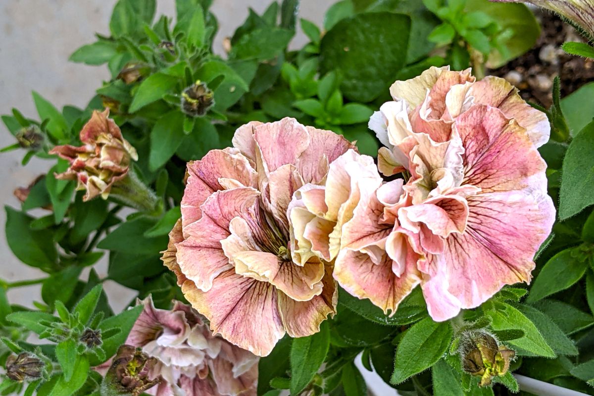 夏の定番花ペチュニアの花