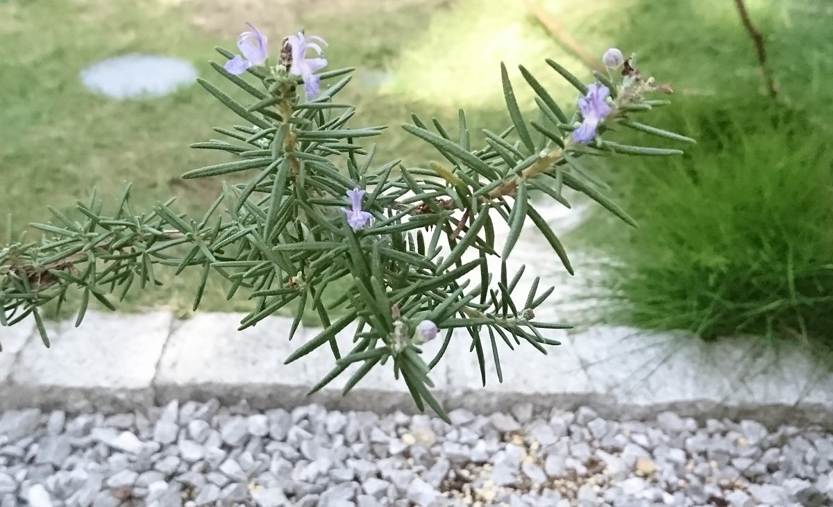 家庭菜園 おしゃれで楽しい ハーブの寄せ植え 基本の作り方とコツ 4ページ目 Limo くらしとお金の経済メディア