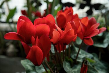 シクラメンの花言葉 赤い花は 嫉妬 他の色は ユニークな由来も解説 2ページ目 Limo くらしとお金の経済メディア