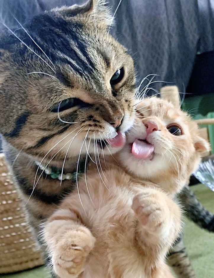 9万人以上が夢中に マンチカンひな子ちゃんのかわいすぎる日常 3ページ目 Limo くらしとお金の経済メディア