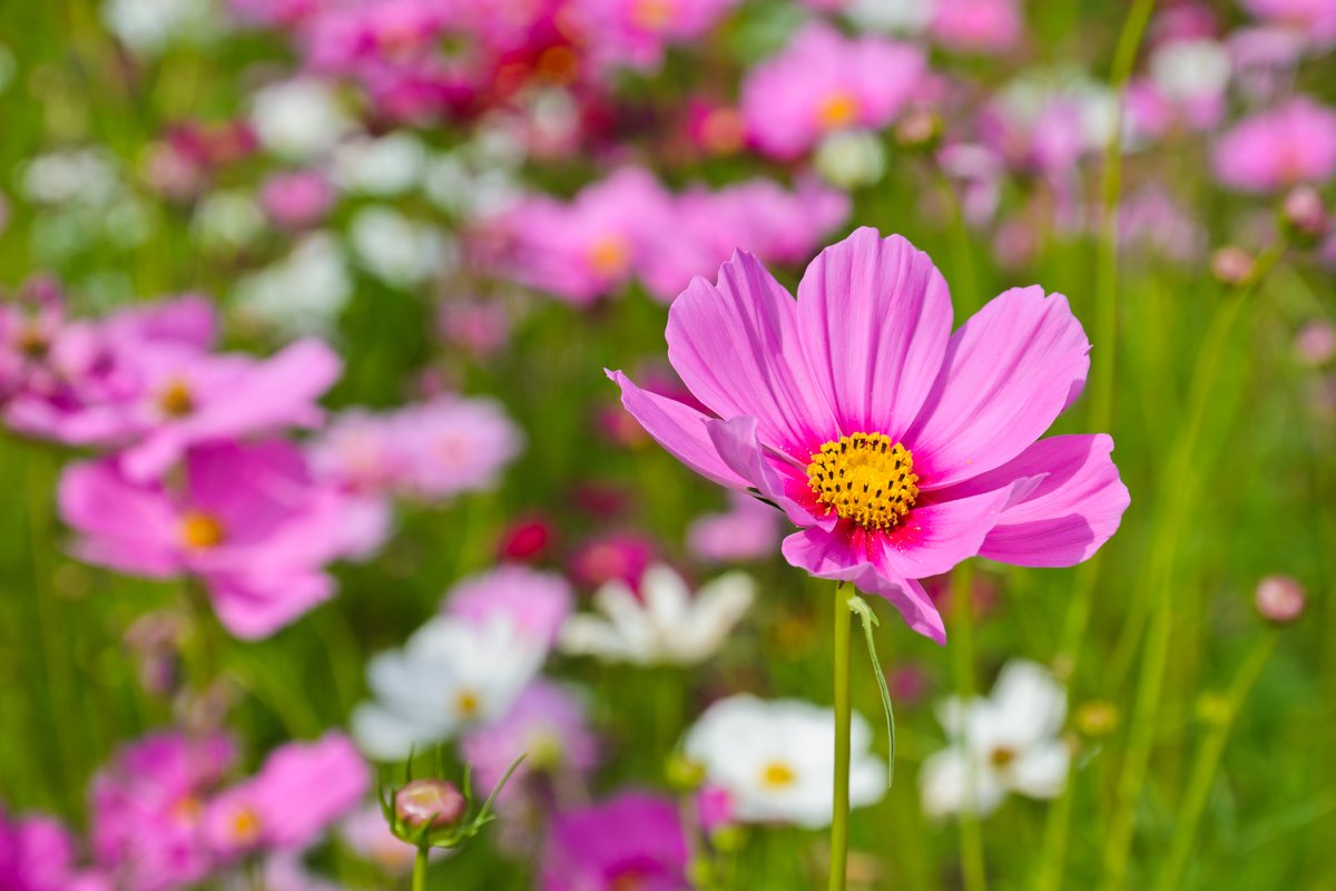 ガーデニング 今が植え付け 種まきシーズンの花オススメ8選 秋まで咲くカワイイ花も紹介 ニフティニュース