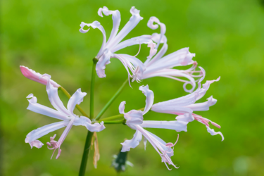 花言葉がエモい あの人に贈りたいオシャレな花 最強6選 4ページ目 Limo くらしとお金の経済メディア