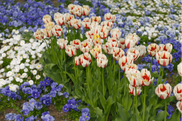 ガーデニング パンジー ビオラの季節到来 一緒に植えたい多年草 オススメ8選 パンビオ がもっと可愛くなる 5ページ目 Limo くらしとお金の経済メディア