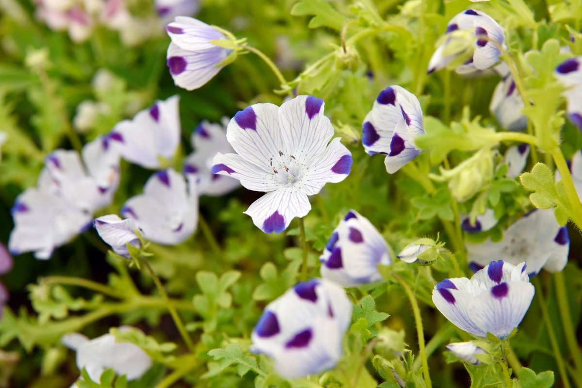 春のガーデニングにおすすめ ネモフィラ 育て方を解説 人気の花を自宅で楽しもう ニフティニュース