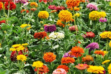 ガーデニング オシャレな庭や花壇にオススメの花9選 色の組み合わせがステキな春の寄せ植え例 4ページ目 Limo くらしとお金の経済メディア