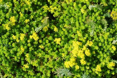 ガーデニング 庭をオシャレに演出するグランドカバープランツ7選 花が咲く品種なら見た目もカワイイ 2ページ目 Limo くらしとお金の経済メディア