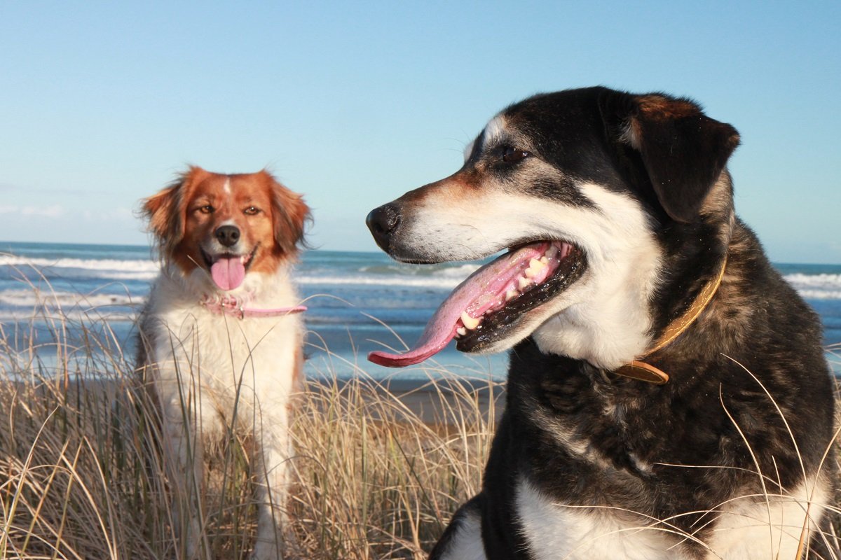 犬にかまれる人の数が減らないニュージーランド 意見が割れるその対策 ニフティニュース