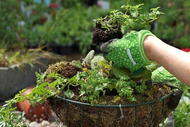 ガーデニング 秋の草花を ハンギングバスケット で楽しむ 窓辺や玄関がお洒落に 作り方 おすすめ草花6選も紹介 2ページ目 Limo くらしとお金の経済メディア