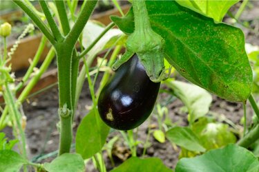 家庭菜園を楽しむ プランターで育てる夏野菜 オススメの食べ方 ビールと一緒に味わう旬の野菜 4ページ目 Limo くらしとお金の経済メディア 家庭菜園を楽しむ プランターで育てる夏野菜 オススメの食べ方 ビールと一緒に味わう旬の野菜 4ページ目 Limo くらしとお金の経済メディア
