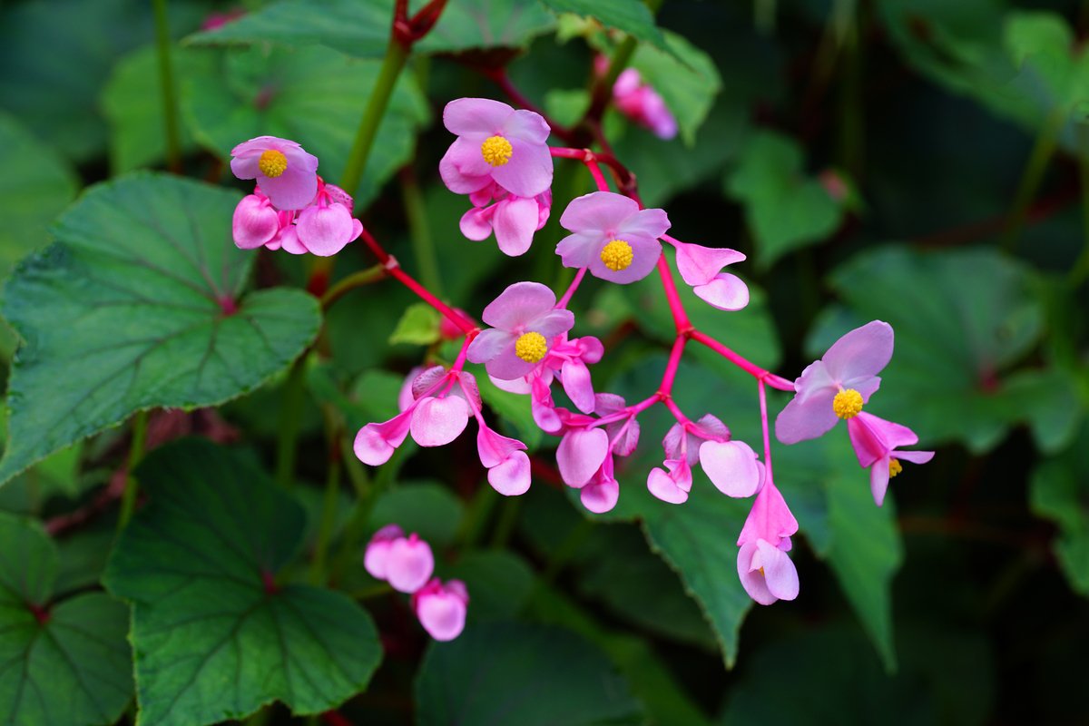 ガーデニング 夏の日陰でも花が咲く オススメの植物8選 ナチュラルな美しさが魅力的な花々 ニフティニュース