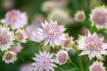 植えっぱなしガーデニング】手間いらずでも毎年花咲く、今年植えて