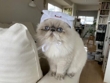 これで110円 セリア ハロウィン 犬猫用グッズ 高クオリティにsnsで話題 2ページ目 Limo くらしとお金の経済メディア